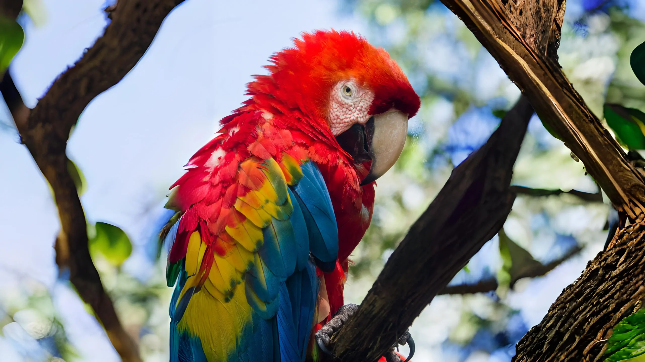 Animales: Conócelos (Mamíferos, Aves, Reptiles) - Zootarqui