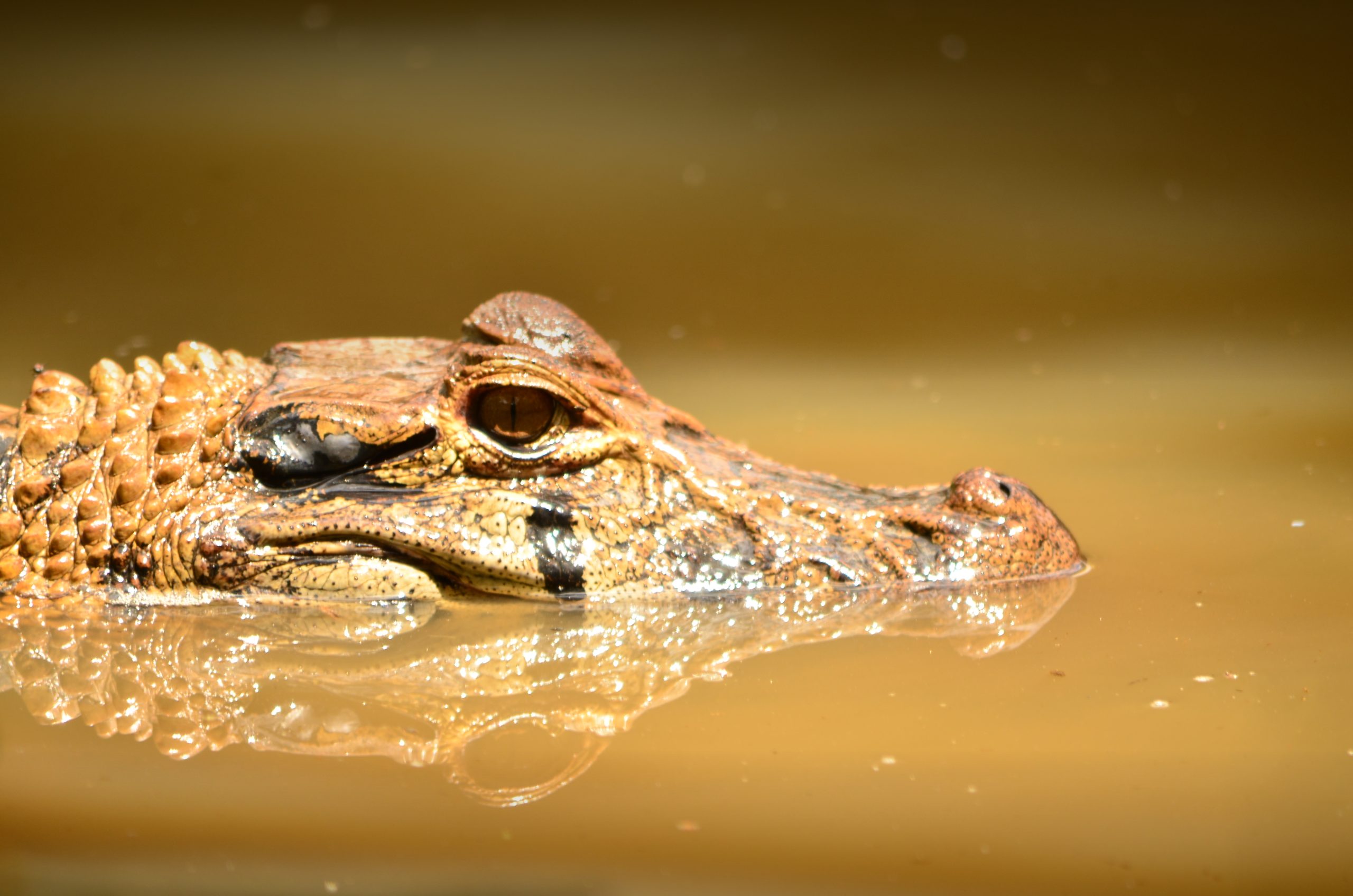 Reptiles: Encuentra (Cocodrilos, Caimanes, Boas) - Zootarqui, image size:2560x1696